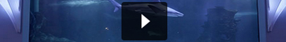 video.jpg